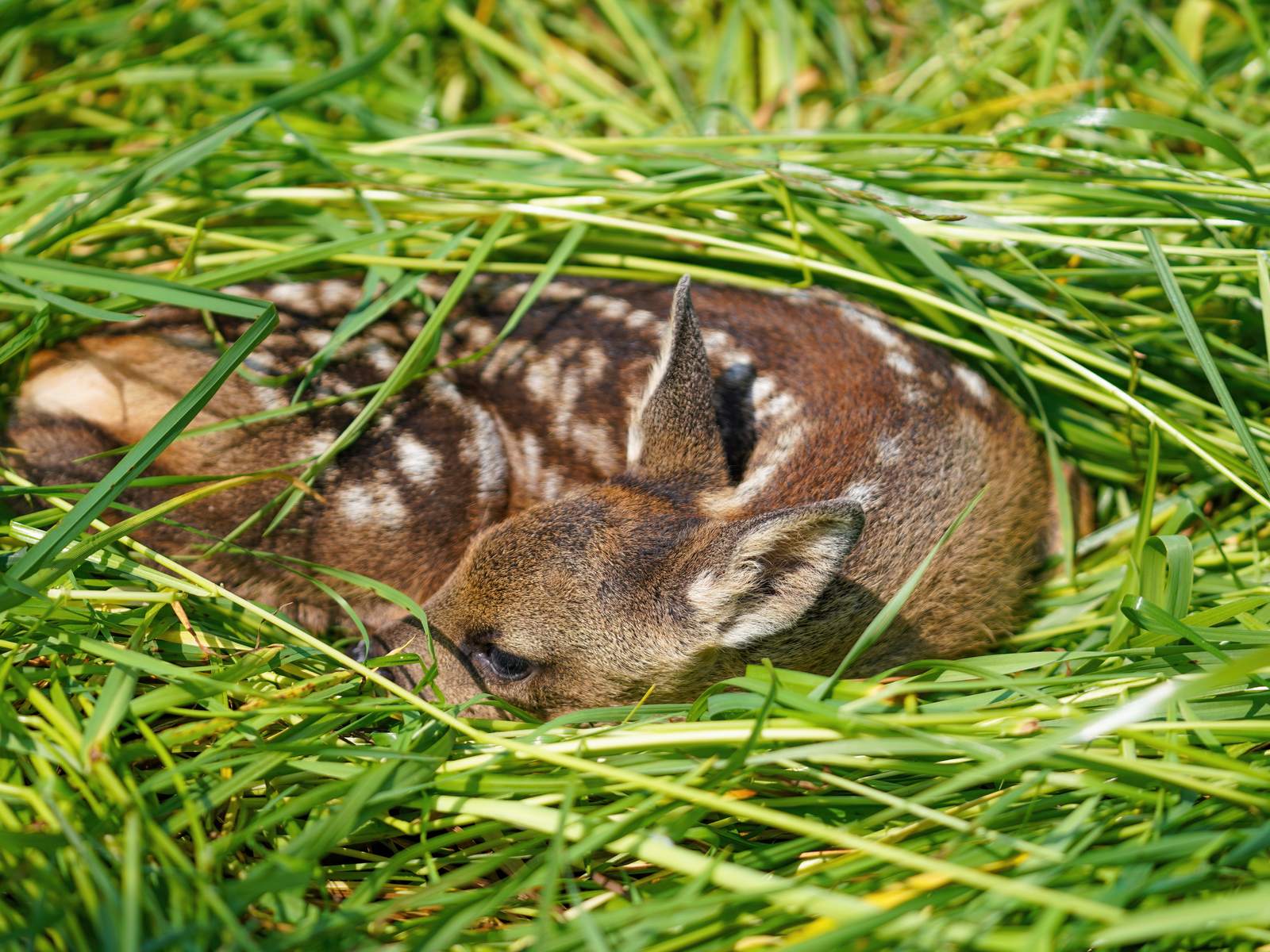 Rehkitz, zusammengerollt in hohem Wiesengras versteckt